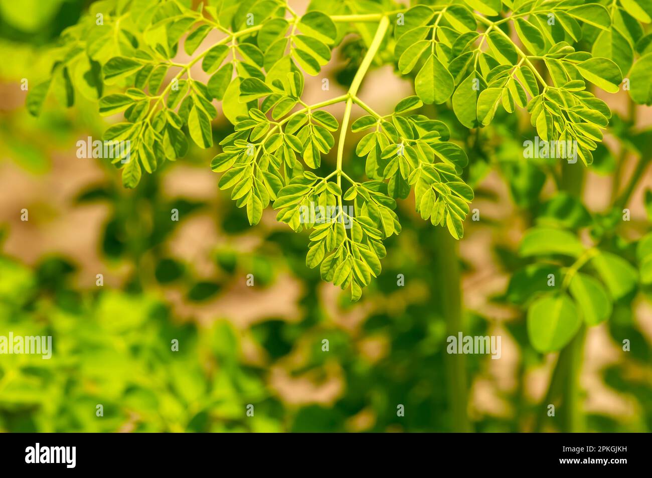 Il giovane albero di Kelor o di drumstick (Moringa oleifera) verde lascia fuoco selezionato Foto Stock