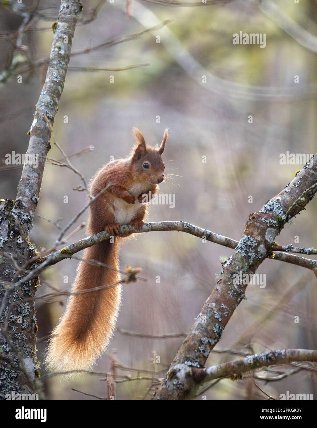 Scoiattolo rosso, Sutherland, Scozia Foto Stock