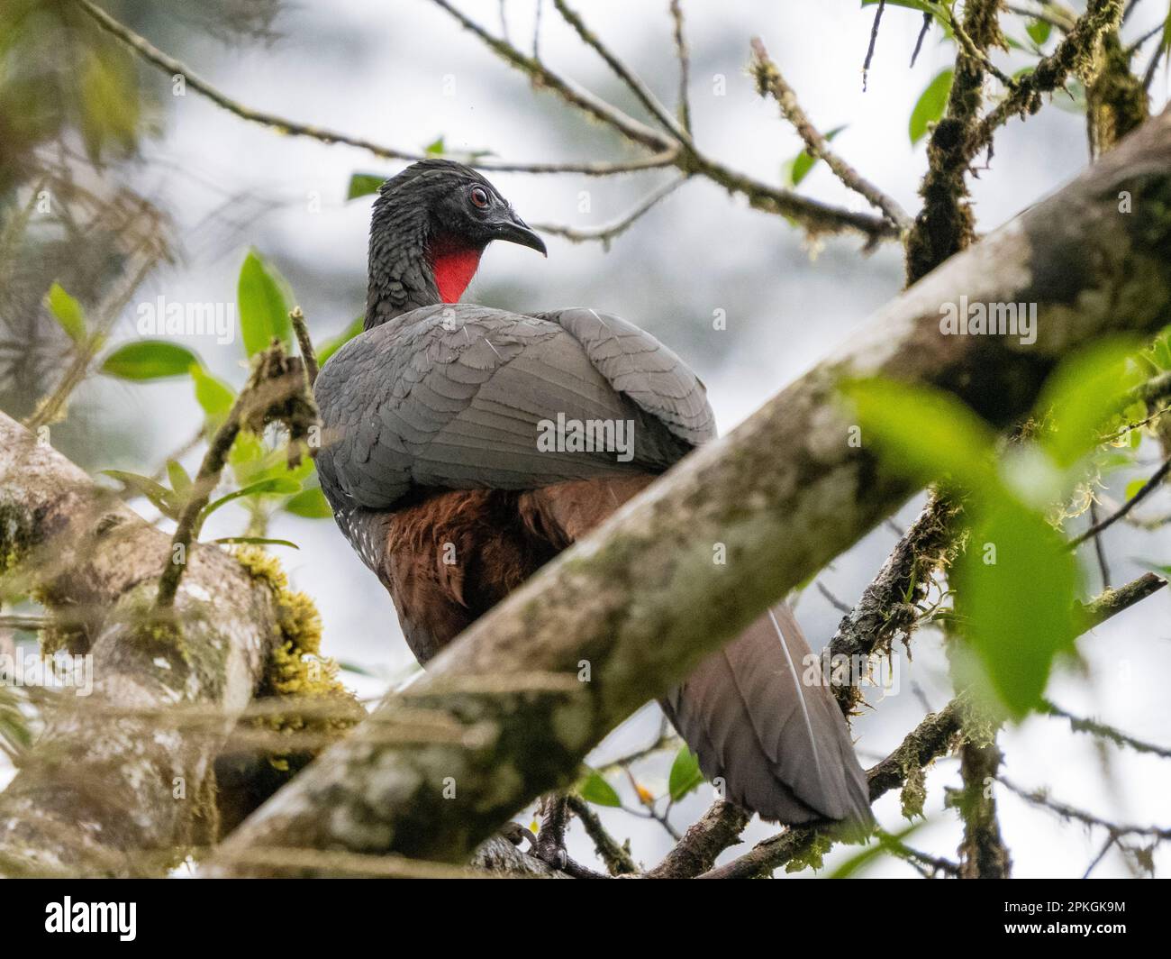 Crested guan, (Penelope purascens), Esquinas Rainforest Lodge, Costa Rica Foto Stock