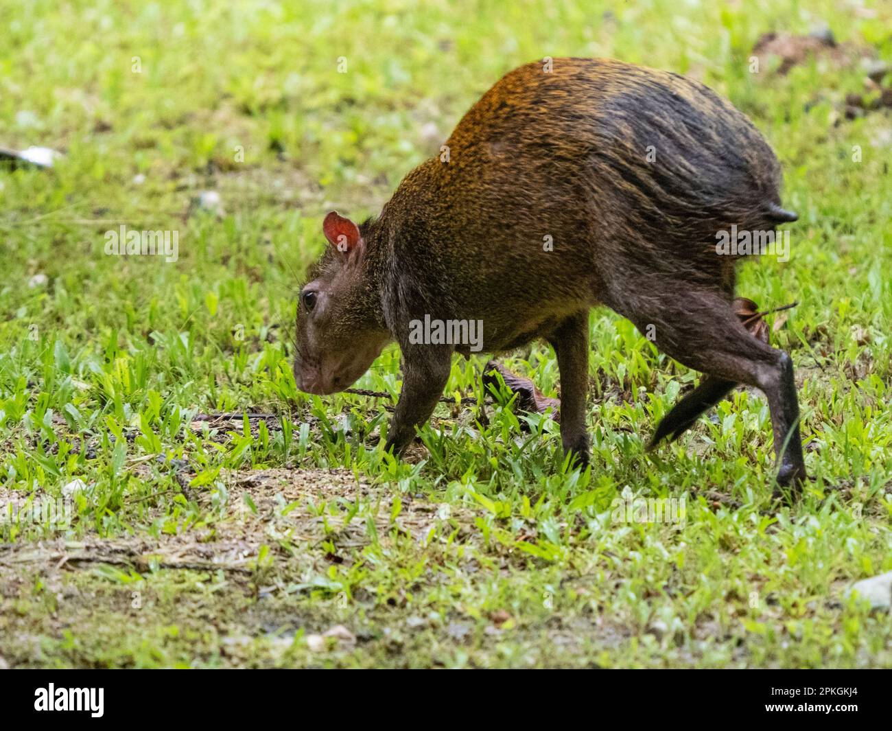 Agouti dell'America Centrale, (Dasyprocta punctata), Esquinas Rainforest Lodge, Costa Rica Foto Stock