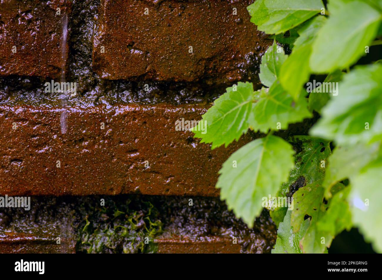 Sfondo vecchio e vintage mattone struttura parete e foglie verdi in poco a fuoco, per carta da parati Foto Stock