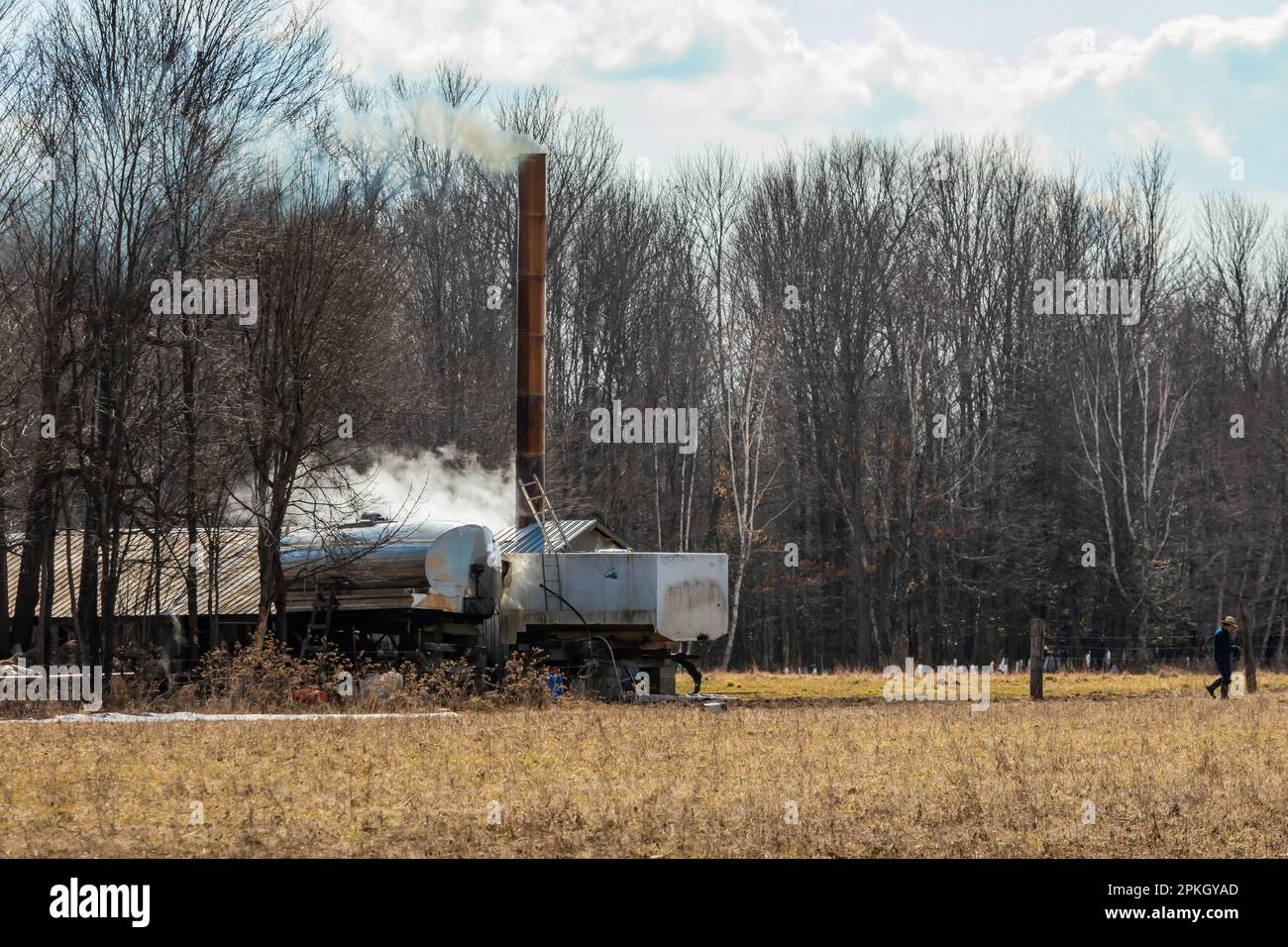 Zaino con zucchero d'acero con vapore che sale in una fattoria Amish nel Michigan centrale, USA [Nessuna versione; solo licenza editoriale] Foto Stock