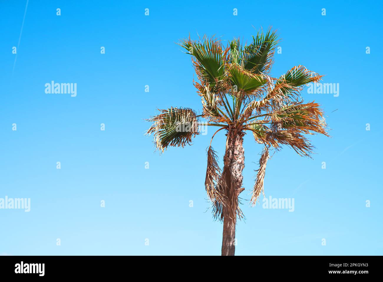 palme sulla spiaggia durante il giorno d'estate Foto Stock