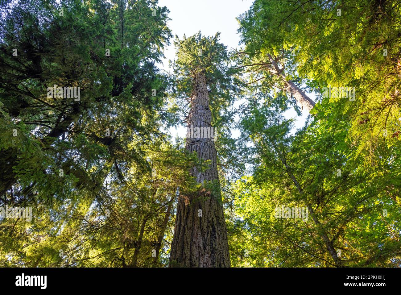 Abete Douglas gigante (Pseudotsuga menziesii), albero più alto del parco provinciale di Macmillan, Cathedral Grove, Vancouver Island, British Columbia, Canada. Foto Stock