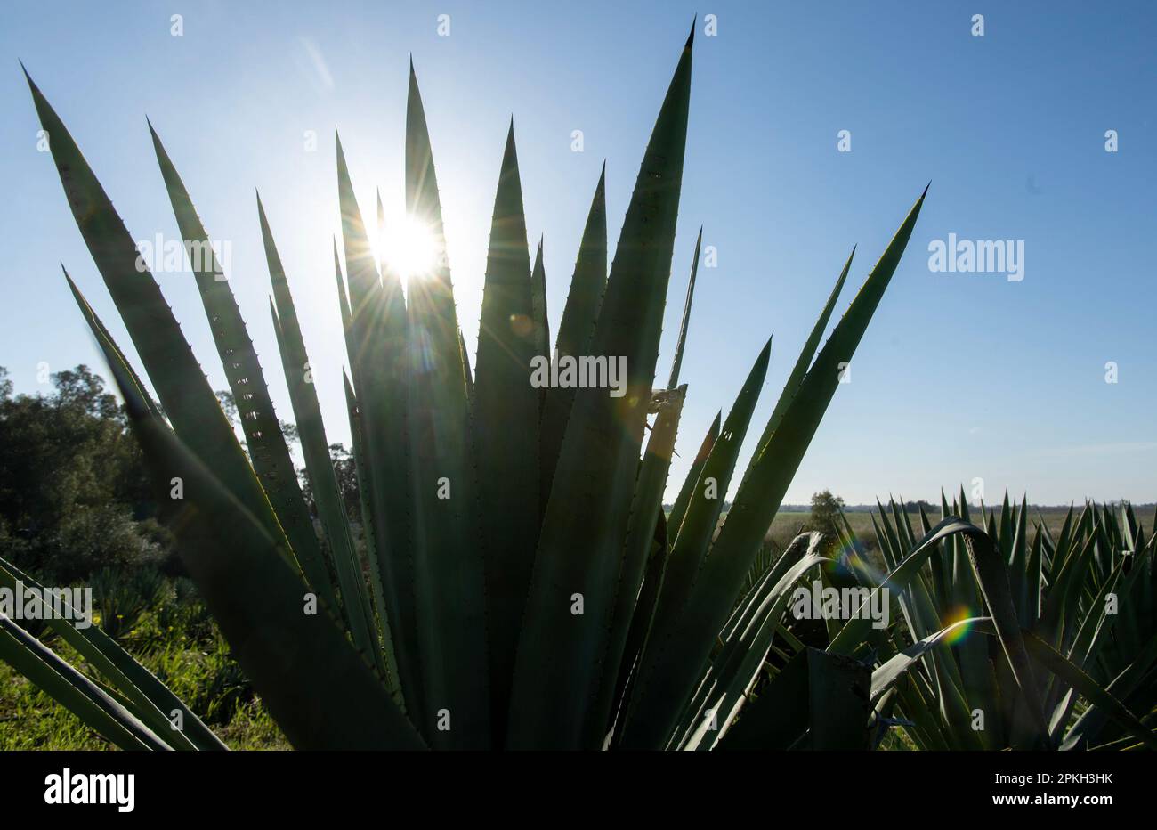 Yolo County, California, Stati Uniti. 17th Mar, 2023. Piante di Agave cresciute nella fattoria di Joe e Mary Muller nella contea di Yolo, venerdì 17 marzo 2023. t richiede circa 5-6 anni per le piante da raccogliere. (Credit Image: © Paul Kitagaki Jr./ZUMA Press Wire) SOLO PER USO EDITORIALE! Non per USO commerciale! Foto Stock