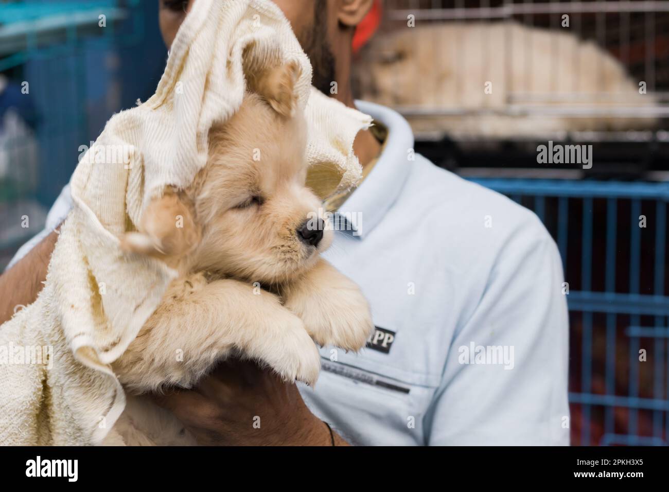 Cucciolo di Labrador bianco che è governato con asciugamano ad un deposito dell'animale domestico o ad un mercato per adozione. Cute cane è un animale domestico molto popolare. Foto Stock Cucciolo di Labrador bianco che è governato con asciugamano ad un deposito dell'animale domestico o ad un mercato per adozione. Cute cane è un animale domestico molto popolare. Foto Stock