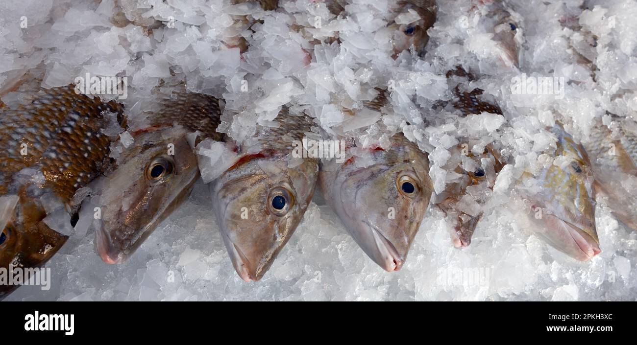 qatar Fishes Foto Stock