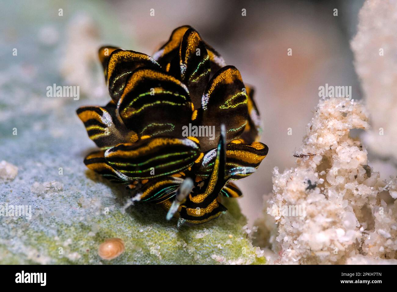 tiger butterfly nudibranch, Cyerce nigra, una sacoglossa mare slug, Romblon, Filippine, Sud Est asiatico, Sud Cina Mare Foto Stock