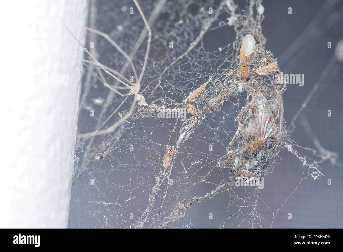 il clusterfly morto ha interferito nel fotoricettore del ragno di pholcid Foto Stock