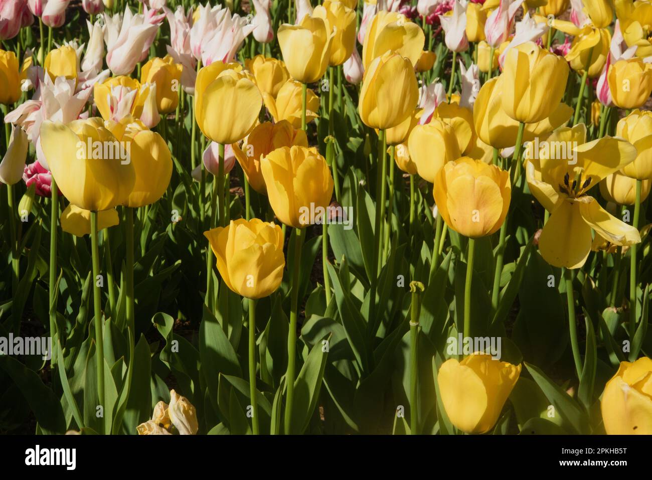 I giardini sono ricchi di tulipani gialli e bianchi, la primavera abbonda di bellezza, i giardini prendono vita in una nuova crescita di fiori di tulipano. Foto Stock