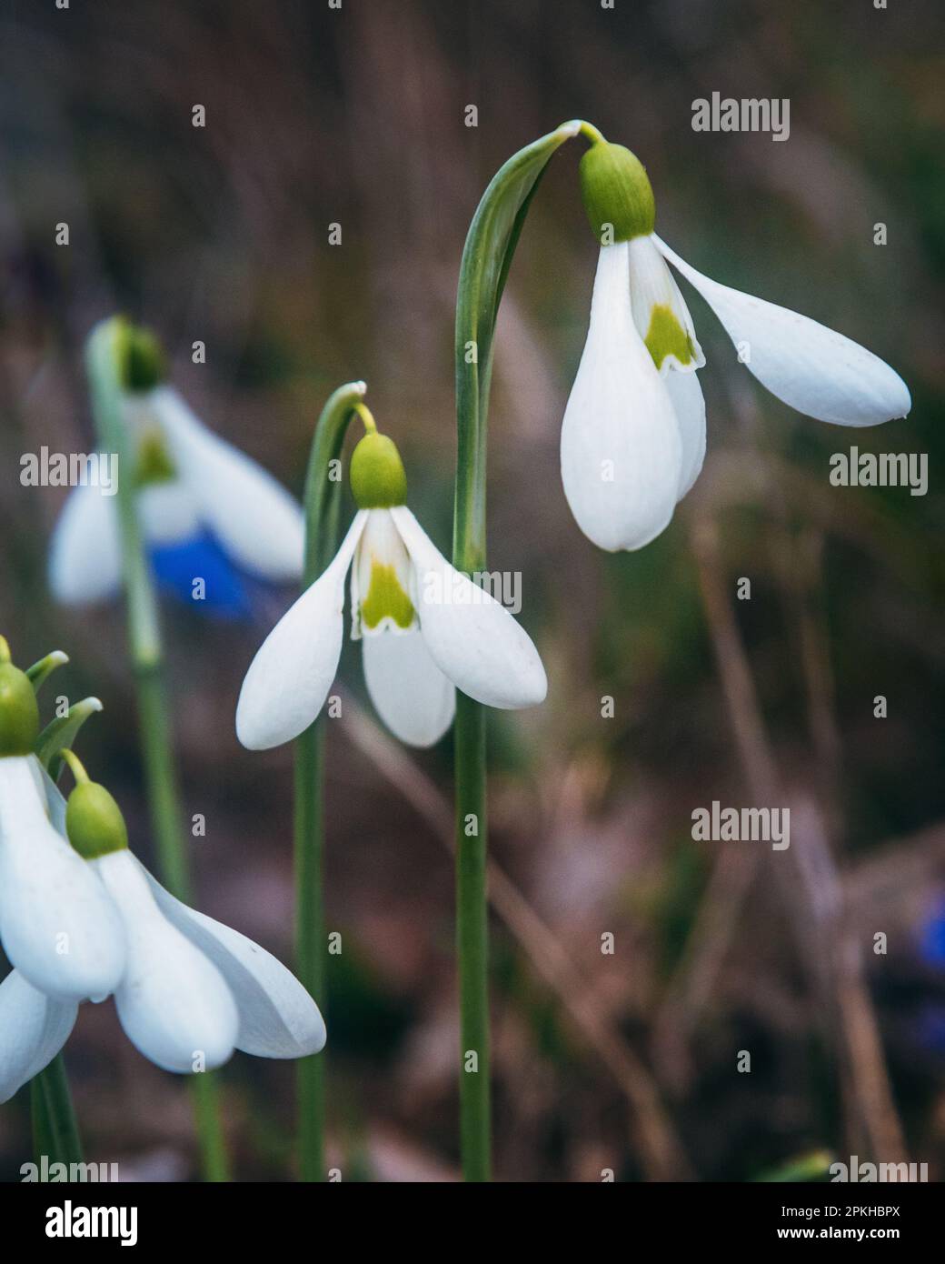 Le prime gocce di neve primaverile nella natura selvaggia. Fiori di Galanthus in natura Foto Stock