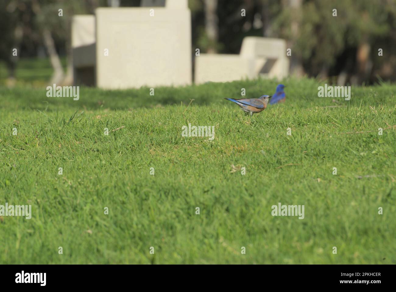 Singoli uccelli blu nelle erbe del parco centrale di Huntington, mentre le piccole dimensioni sono enormi per bellezza estetica e caratteristiche. Foto Stock