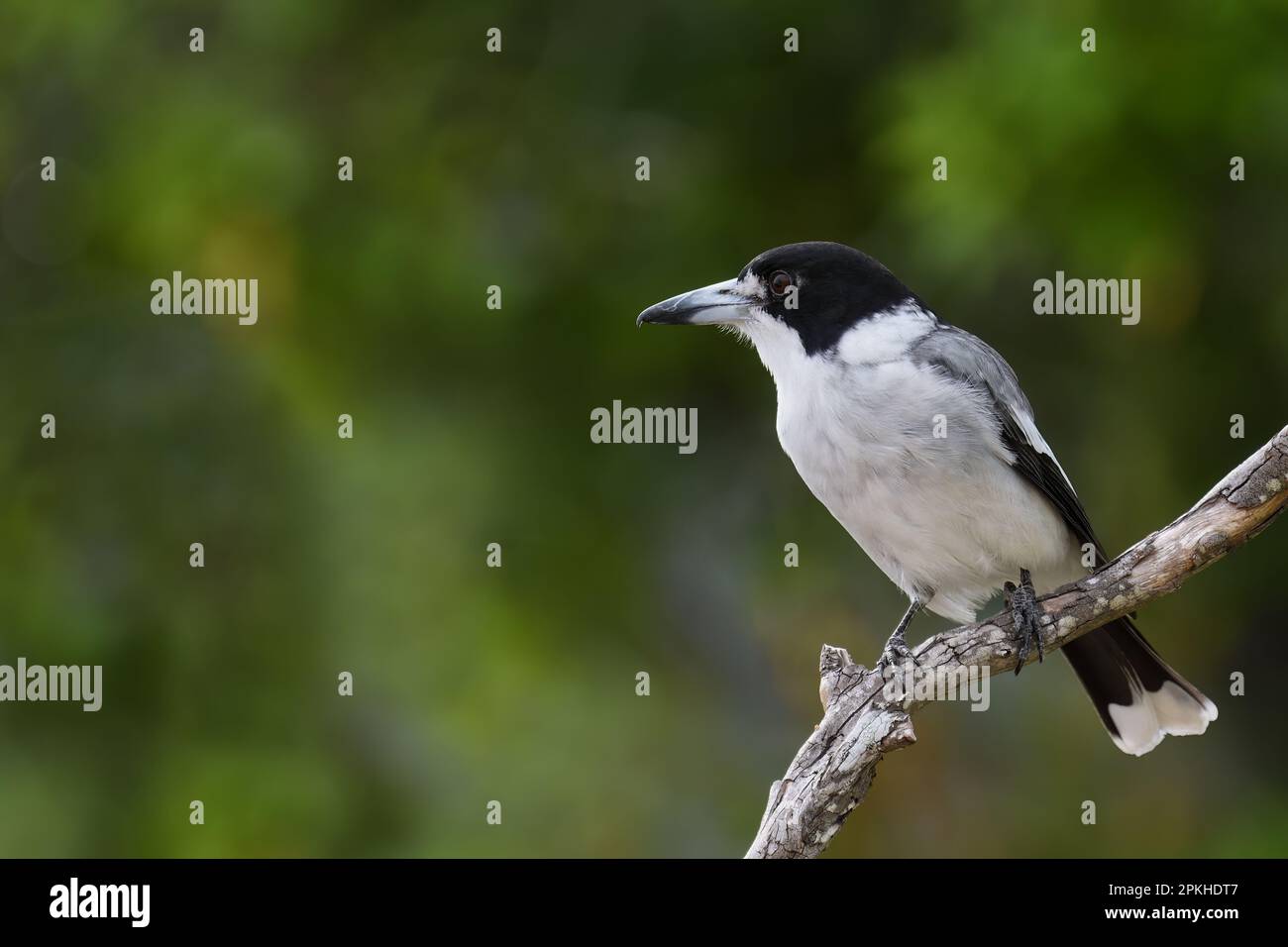 Un adulto australiano Grey Butcherbird -Cratticus torquatus- appollaiato, rilassante su un ramo di albero guardando a sinistra in una colorata luce soffusa Foto Stock