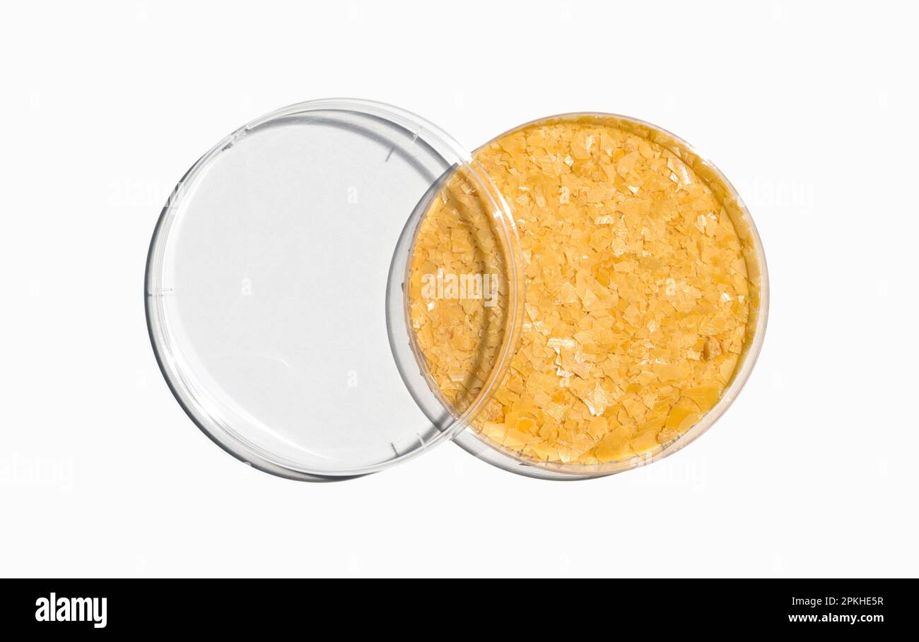 Cera carnauba in capsula di Petri con coperchio in plastica sul tavolo da laboratorio. Vista dall'alto Foto Stock