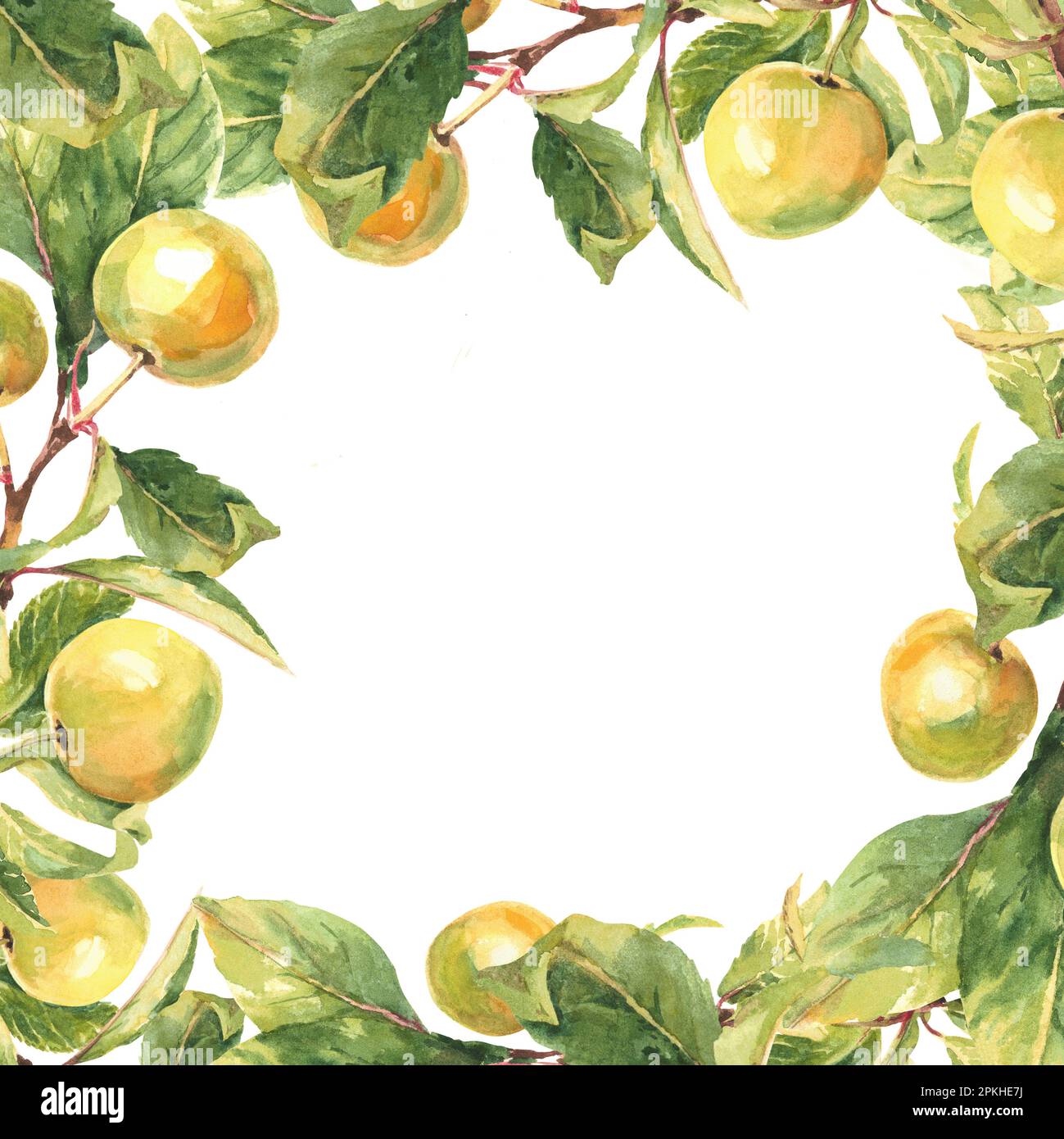 Cornice quadrata da rami giallo mela su sfondo bianco. illustrazione acquerello Foto Stock