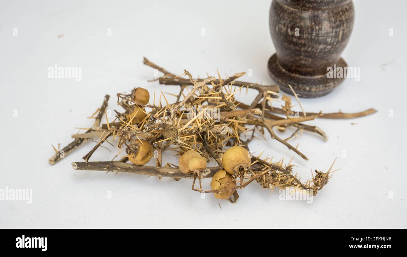 Melanzane selvatiche - piante ayurvediche - Katuwel batu / Karabatu in sinhala (Solanum virginianum) Foto Stock