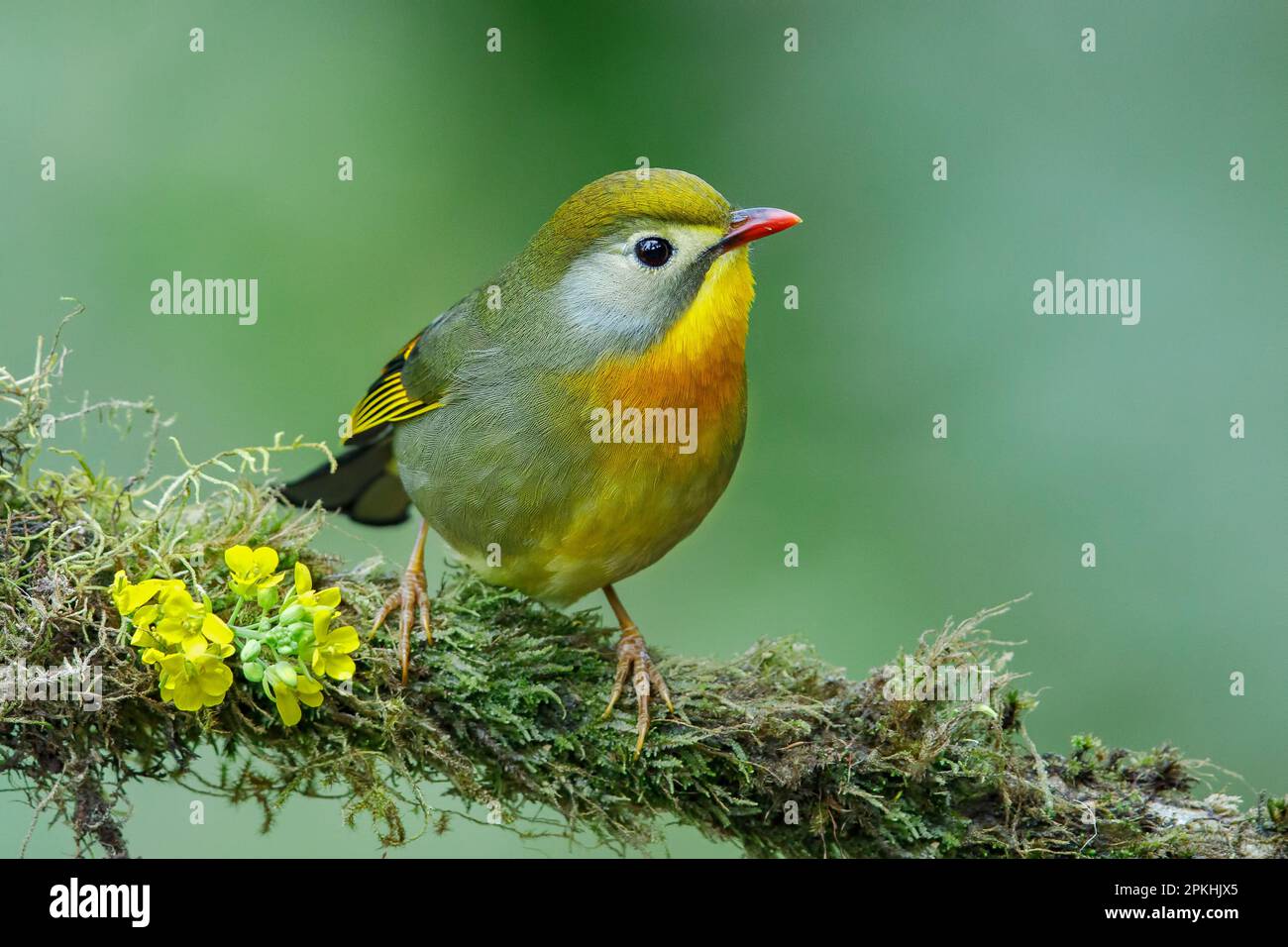 Leiothrix Red-Billed Foto Stock