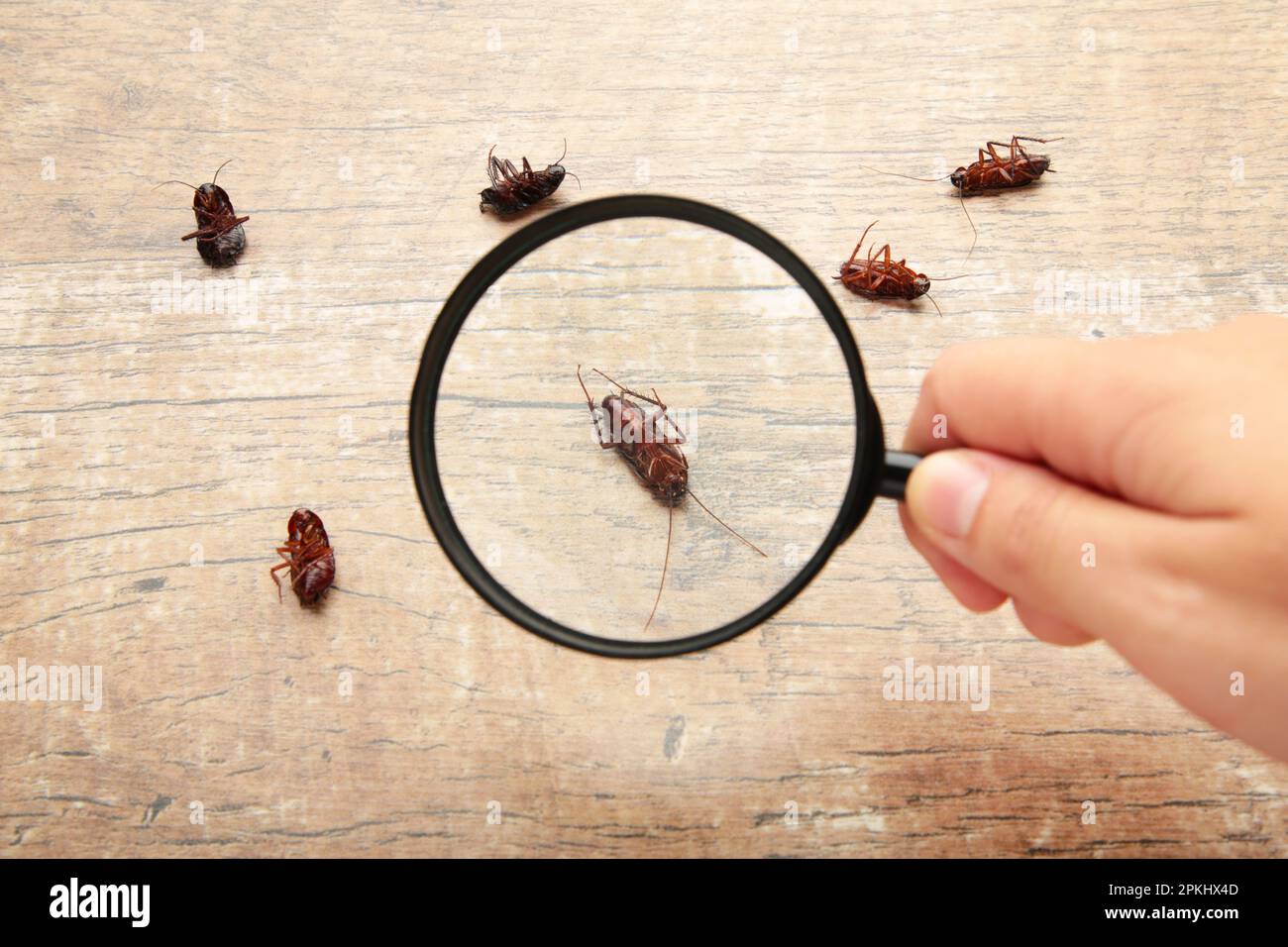 Scarafaggi morti sul pavimento zoomando da lente d'ingrandimento, servizio di controllo dei parassiti. Vista dall'alto Foto Stock