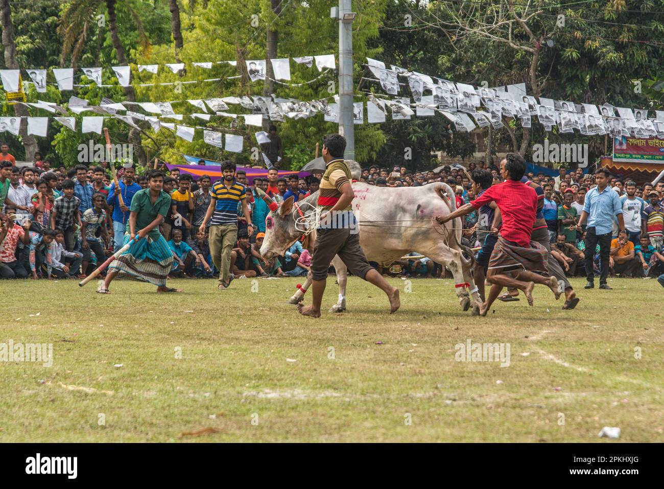 La lotta contro i tori è uno dei festival tradizionali del Bangladesh. Ogni anno, molte persone provenienti da luoghi lontani vengono con i loro tori a partecipare. A l Foto Stock