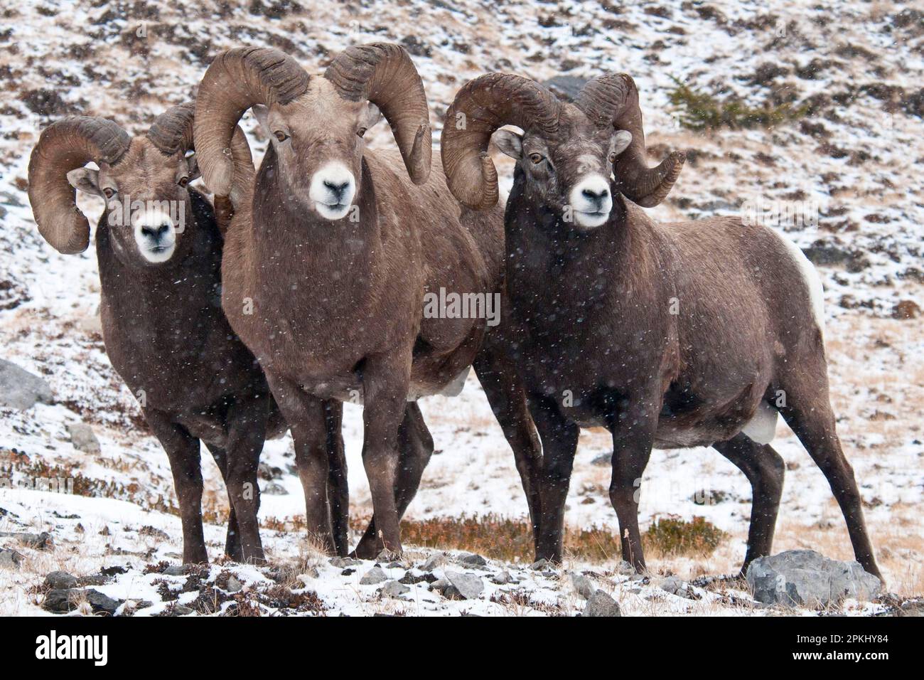 Bighorn Sheep (Ovis canadensis) tre maschi adulti in piedi nella neve durante le nevicate, Jasper N. P. Alberta, Canada Foto Stock