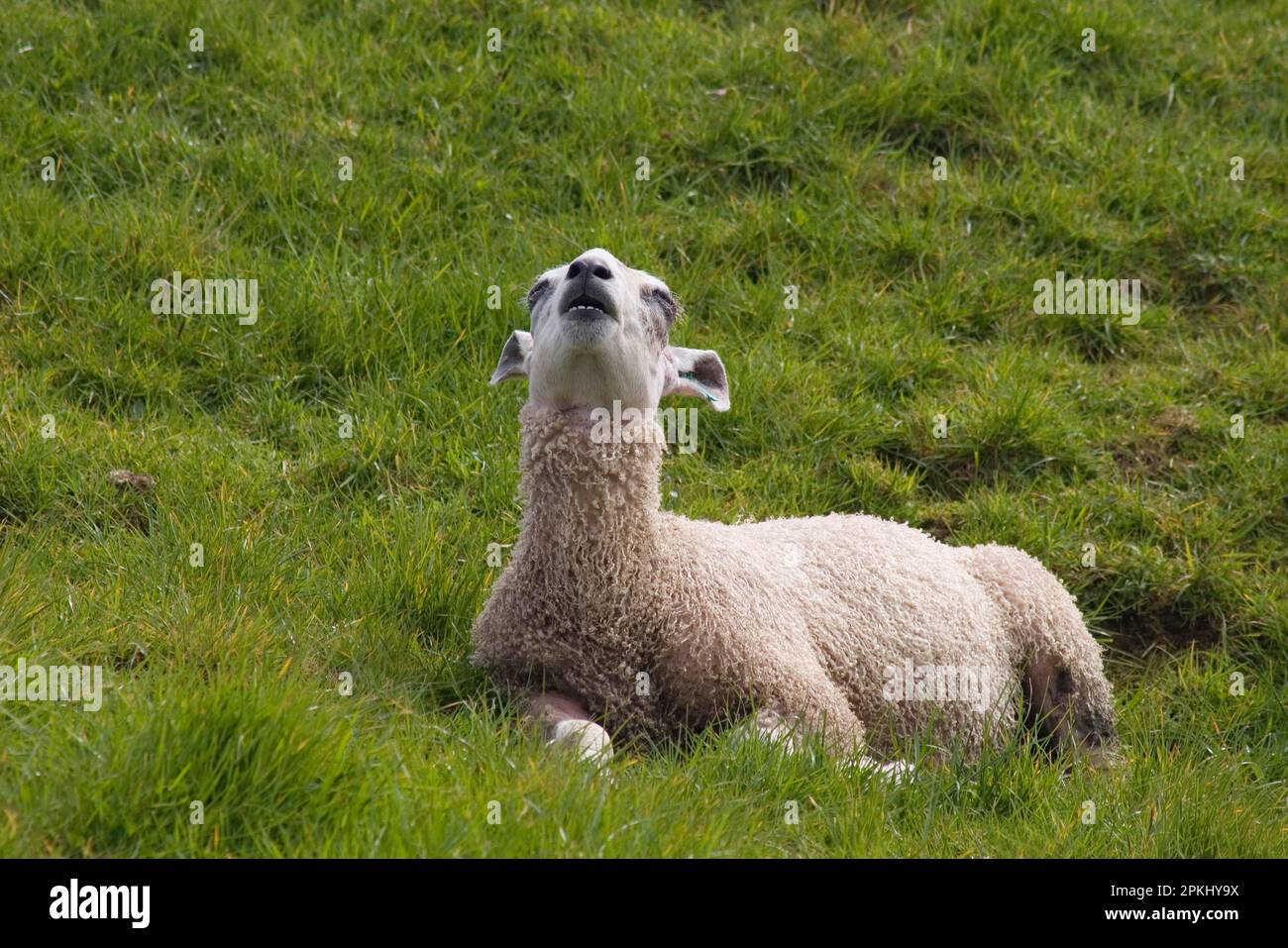 Pecora domestica, leicester di faccia blu, agnello, aria di fiuto, giacente in pascolo, Dumfries e Galloway, Scozia, primavera Foto Stock