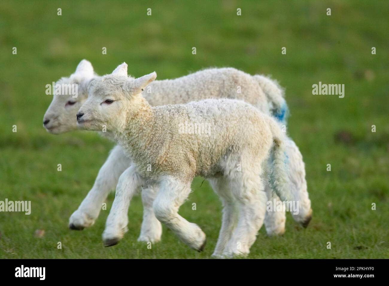 Pecora domestica, pecora da latte britannica, agnelli corrono, Warwickshire, Inghilterra, molla Foto Stock