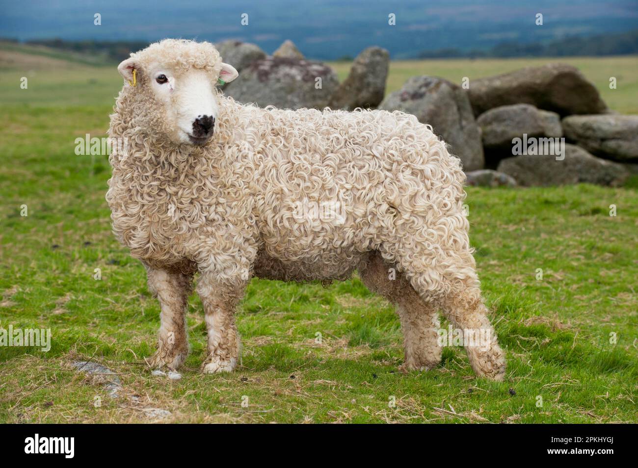 Pecora domestica, Greyface Dartmoor, agnello di montone, in piedi sulla brughiera, Dartmoor, Devon, Inghilterra, Regno Unito Foto Stock