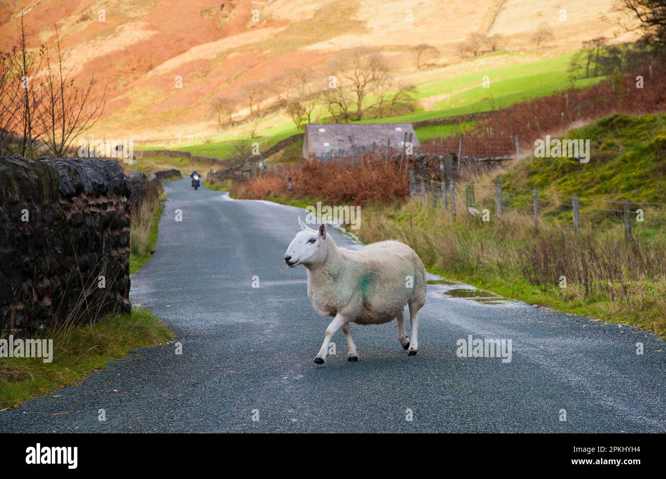 Pecora domestica, pecora Cheviot, attraversando strada rurale con in avvicinamento moto, Sykes, Dunsop Bridge, Foresta di Bowland, Lancashire, Inghilterra, Regno Unito Foto Stock