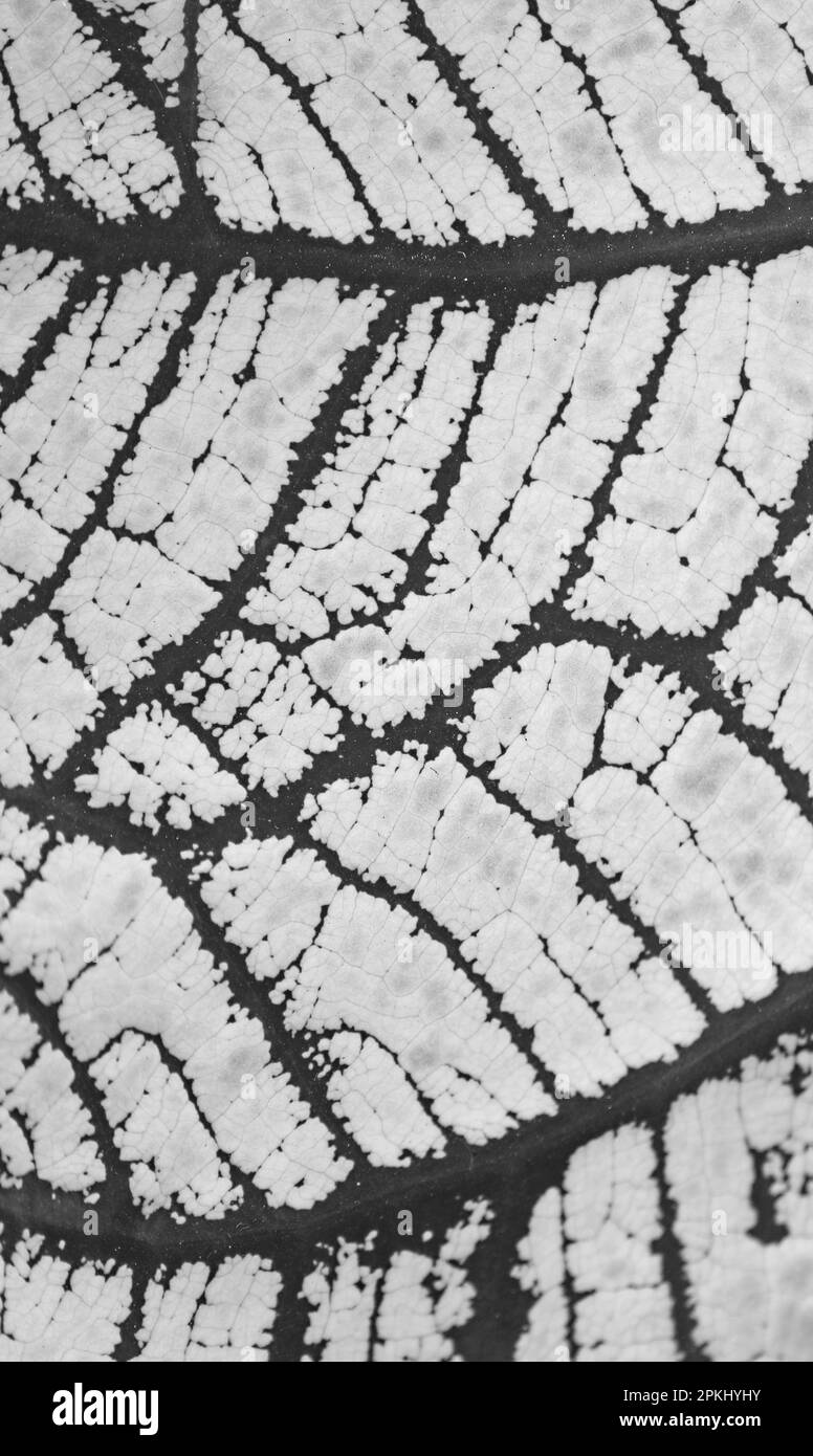 Modello artistico a foglia in monocromo per Abstract background Foto Stock