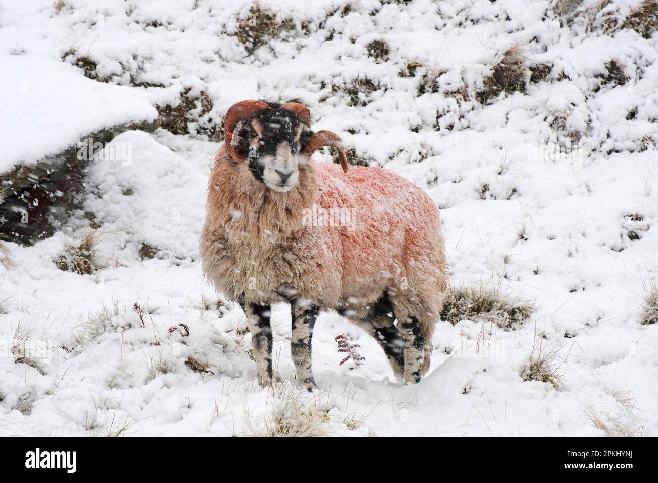 Pecora domestica, montone di Swaledale, in piedi nella neve durante la caduta di neve, Bentham, Yorkshire del Nord, Inghilterra, inverno Foto Stock