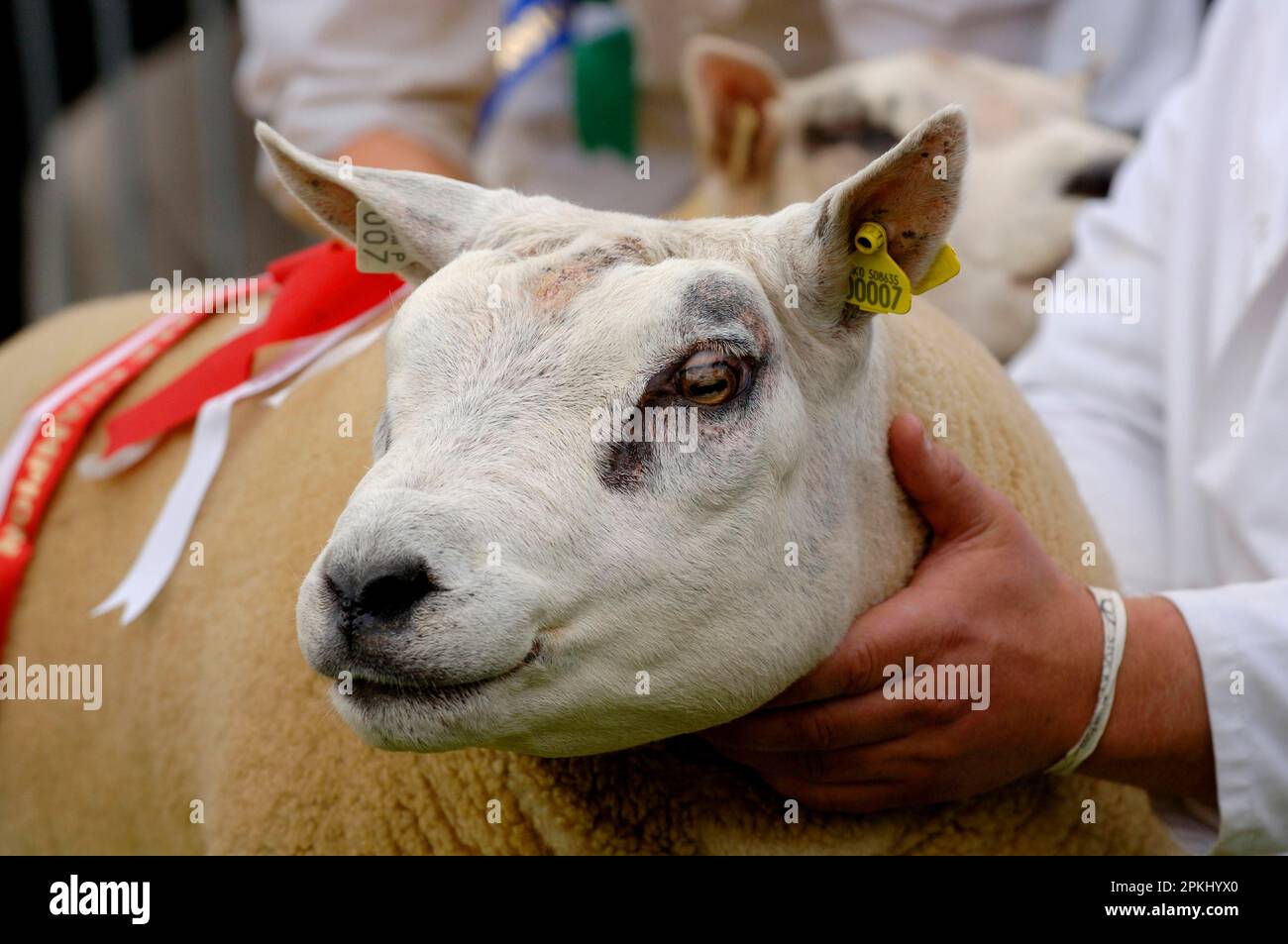 Pecora domestica, Beltex, primo piano, campione in mostra, Royal Highland Show, Ingliston, Edimburgo, Scozia, giugno 2011 Foto Stock