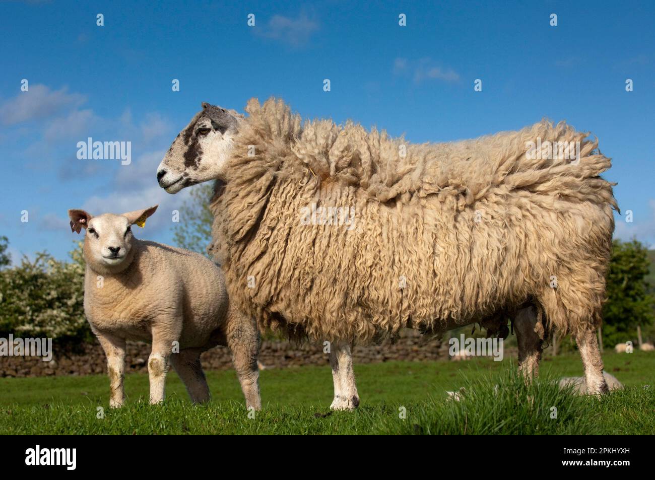 Pecora domestica, pecora di mulo ricevente con agnello di Beltex del pedigree, prodotto come trapianto dell'embrione, levante in piedi in pascolo, Inghilterra, Regno Unito Foto Stock