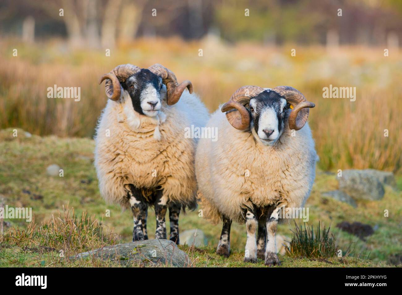 Pecora domestica, Scottish Blackface, due arieti, in piedi in pascolo, Grampian Mountains, Aberdeenshire, Highlands, Scozia, Regno Unito Foto Stock