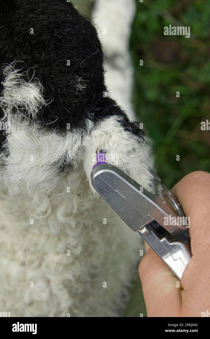 L'agnello Swaledale è etichettato all'orecchio, con doppia marcatura per conformarsi alle normative, Cumbria, Inghilterra, Regno Unito Foto Stock