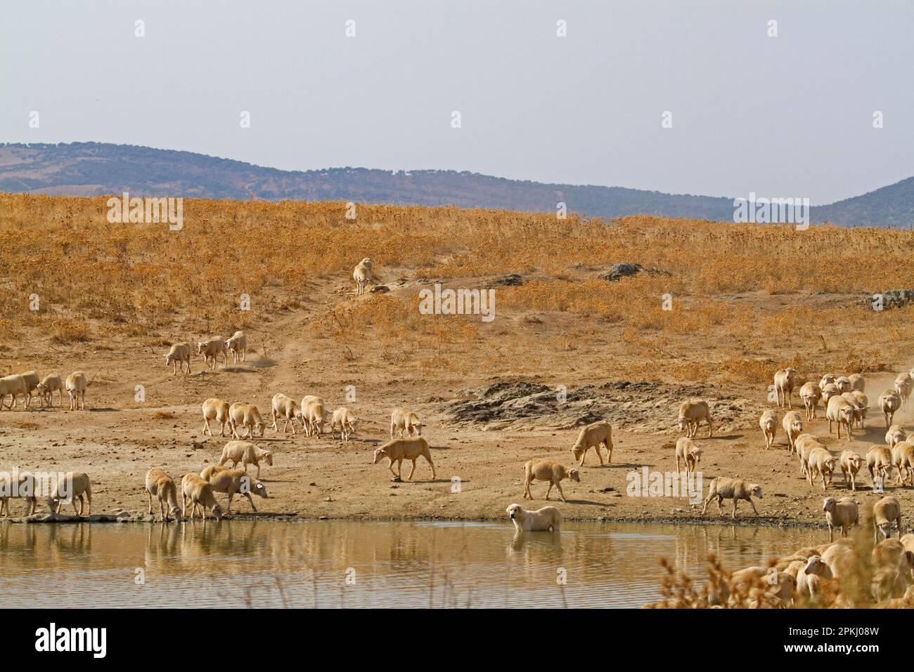 Pecora domestica, gregge di cane pastore, venire a bere in piscina nella steppa, Estremadura, Spagna Foto Stock