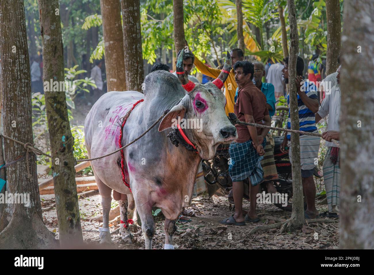 La lotta contro i tori è uno dei festival tradizionali del Bangladesh. Ogni anno, molte persone provenienti da luoghi lontani vengono con i loro tori a partecipare. A l Foto Stock
