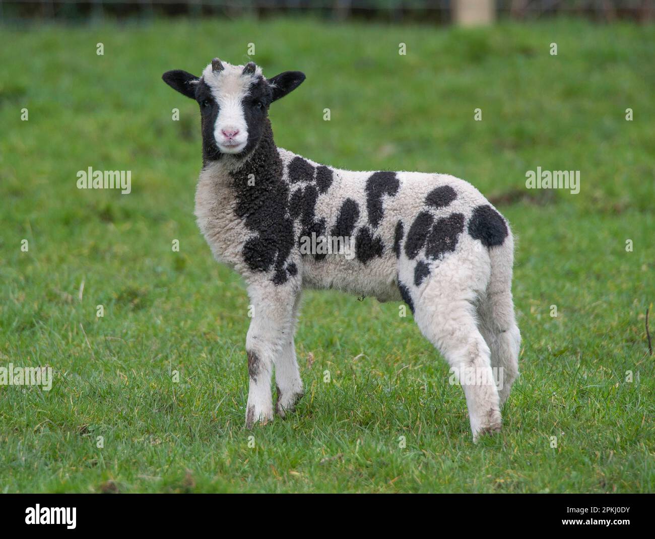 Pecora domestica, pecora di Jacob, agnello, levante in piedi a pascolo, Longridge, Lancashire, Inghilterra, Marsh Foto Stock