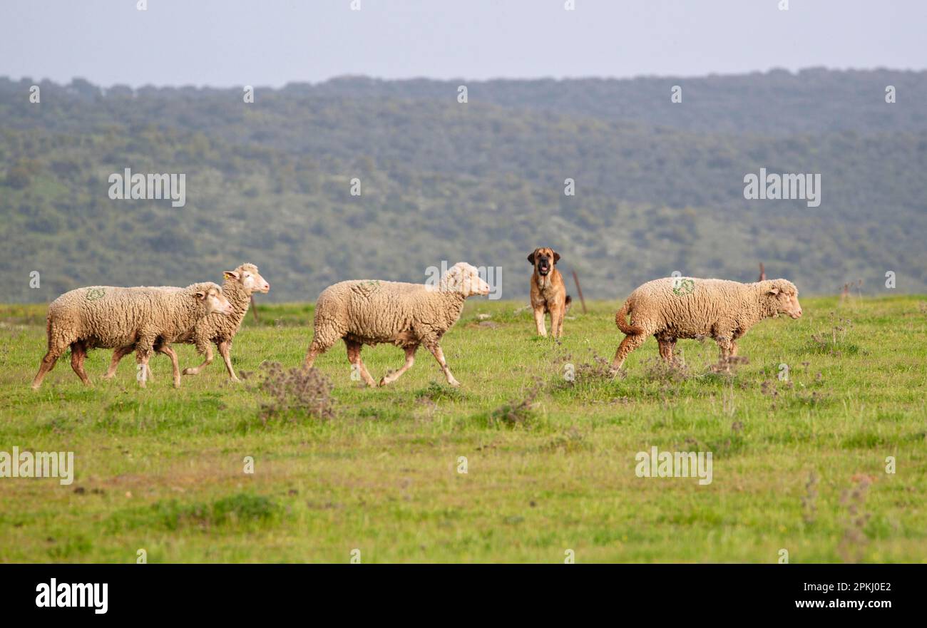 Pecora domestica, merino, gregge che vagano nella prateria, custodita dal mastiff spagnolo, Estremadura, Spagna Foto Stock