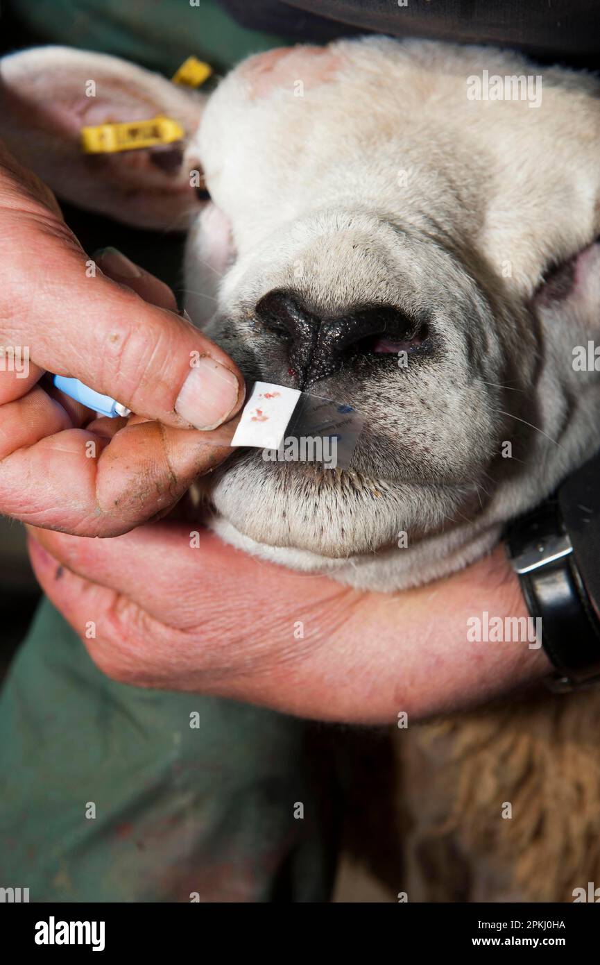 Allevamento di ovini, pastore utilizzando pin sterile monouso sul naso Texel RAM per estrarre il sangue per il test del genotipo Scrapie, striscio di sangue sul campione Foto Stock