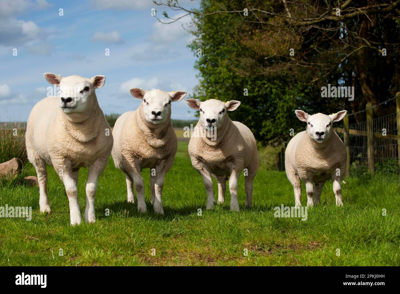 Pecora domestica, gli agnelli da tè di Texel, tutti prodotti dalla stessa sirena, sopportati come trapianti di embrione, levandosi in piedi in pascolo, Inghilterra, Regno Unito Foto Stock