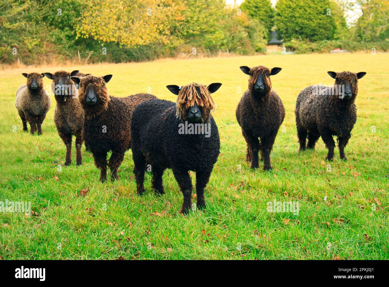 Pecora domestica, Wensleydale nero, sei pecore, recentemente storco, in piedi in pascolo, Bacton, Suffolk, Inghilterra, Regno Unito Foto Stock