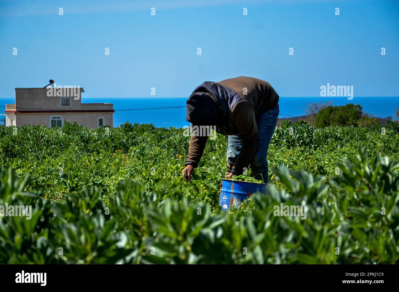 Bizerte, Tunisia. 07th Apr, 2023. 7 aprile 2023, Bizerte, Tunisia: Bizerte, Tunisia. 07 aprile 2023. Gli agricoltori raccolgono piselli in un campo di Bizerte, Tunisia. Gli agricoltori tunisini sono stati particolarmente colpiti dalla grave siccità in corso e dalle conseguenti restrizioni all'irrigazione dei loro campi, con il rischio di un fallimento delle colture. Credit: ZUMA Press, Inc./Alamy Live News Foto Stock