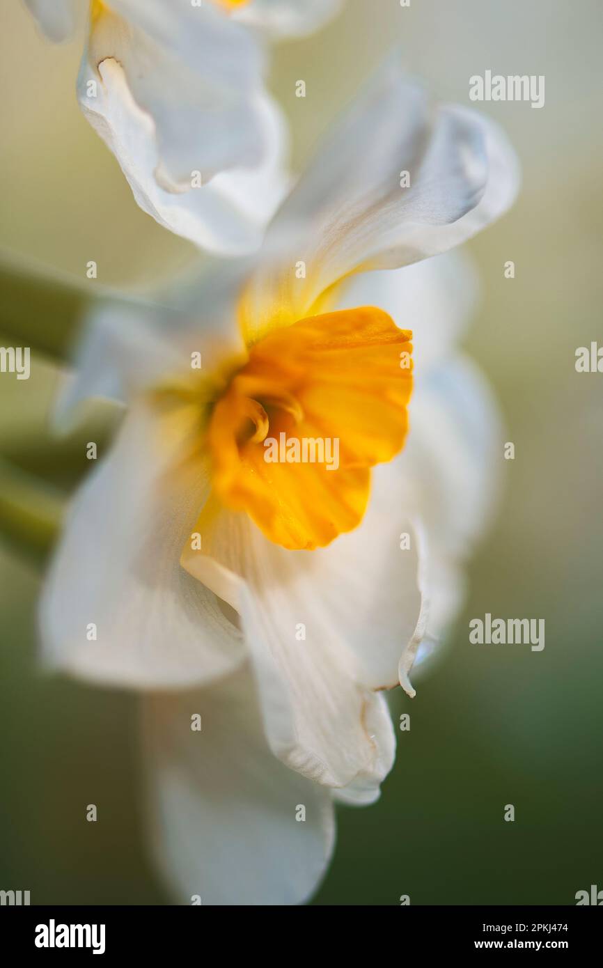 Narcissus ‘Geranium’ in fiore in primavera. Le specie sono originarie dell'Europa meridionale e del Nord Africa, e crescono in boschi e prati Foto Stock