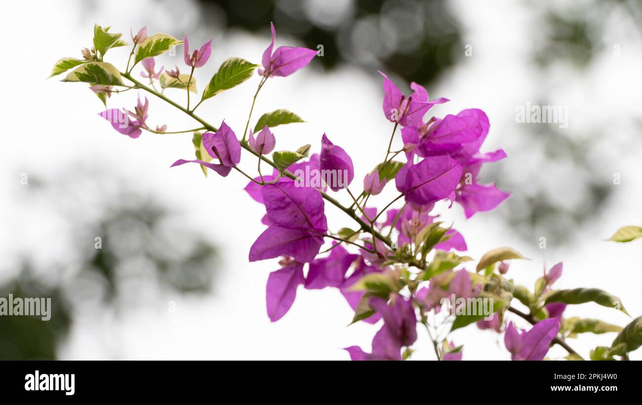 Fiori di bouganvillea viola che fioriscono nel giardino Foto Stock
