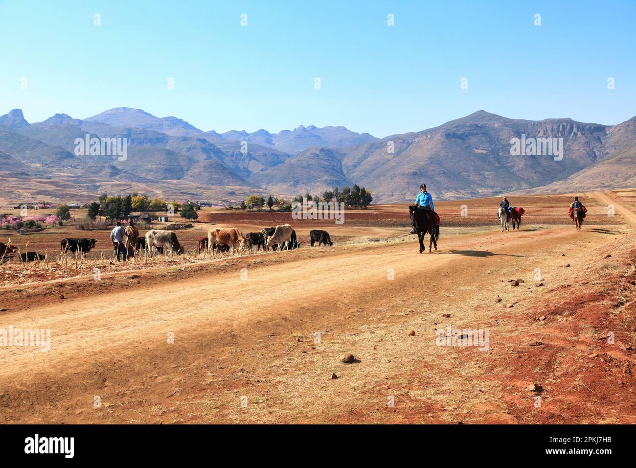 MALALEA, LESOTHO -2012 AGOSTO: Turista su un giro di trekking del pony il 29 agosto 2012 vicino Malalea, Lesotho. Poneys rimane un mezzo importante di Foto Stock