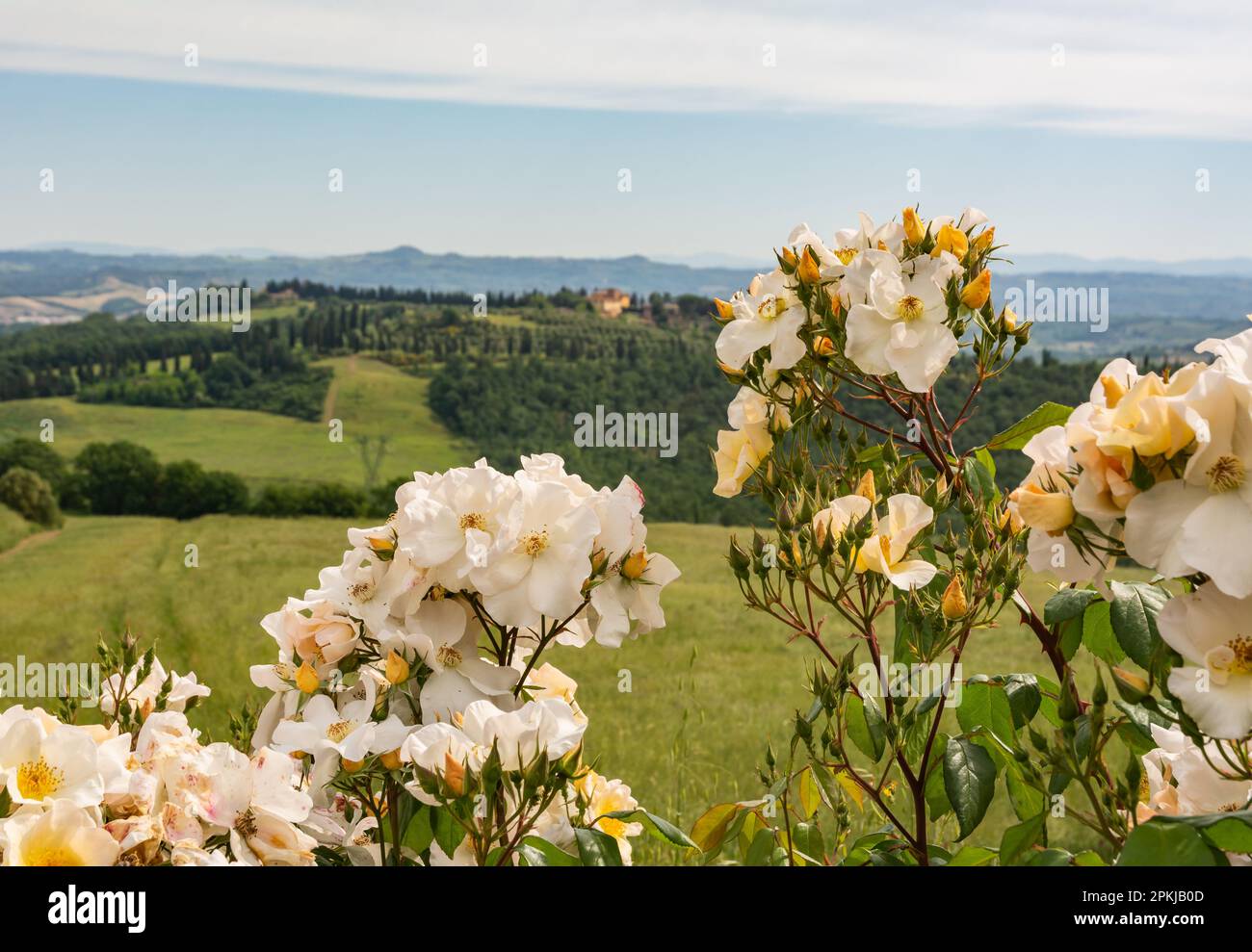 Rosa selvaggia, Rosa canina in fiore in primavera con le colline toscane sullo sfondo - Gambassi Terme, Toscana, Italia centrale - chiuso Foto Stock
