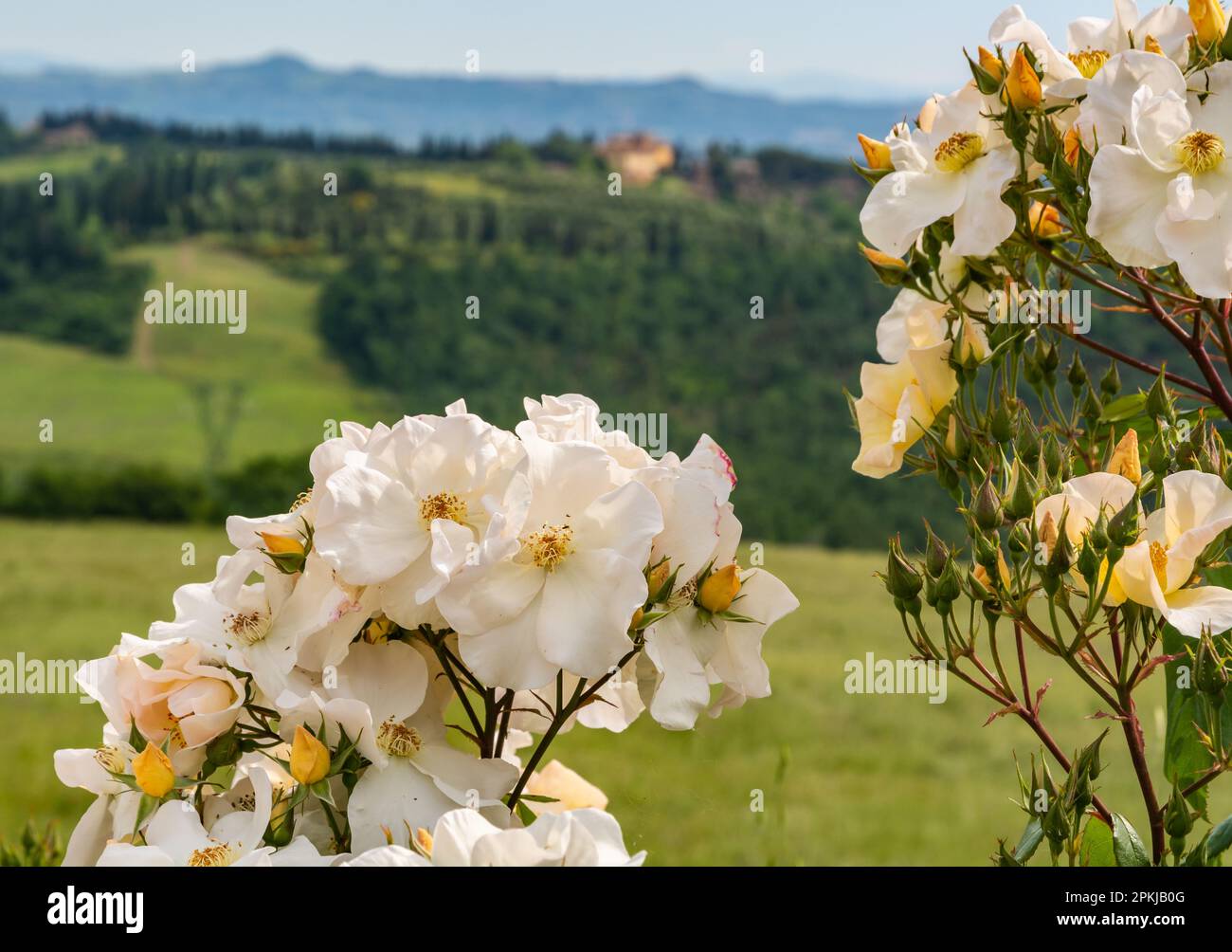 Rosa selvaggia, Rosa canina in fiore in primavera con le colline toscane sullo sfondo - Gambassi Terme, Toscana, Italia centrale - chiuso Foto Stock
