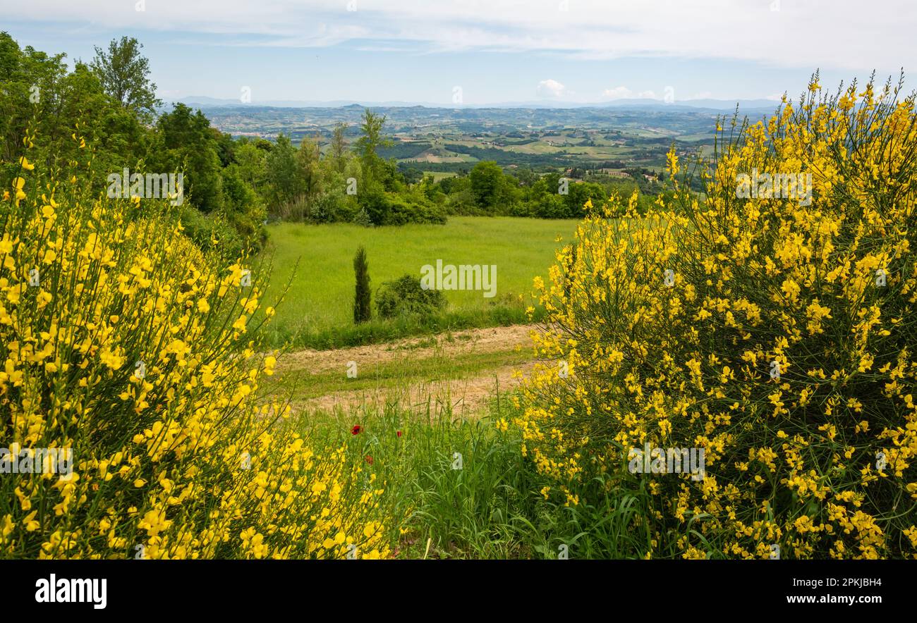 Paesaggio toscano in primavera con gola gialla in fiore lungo la via Francigena da Gambassi Terme a San Gimignano, regi toscani Foto Stock