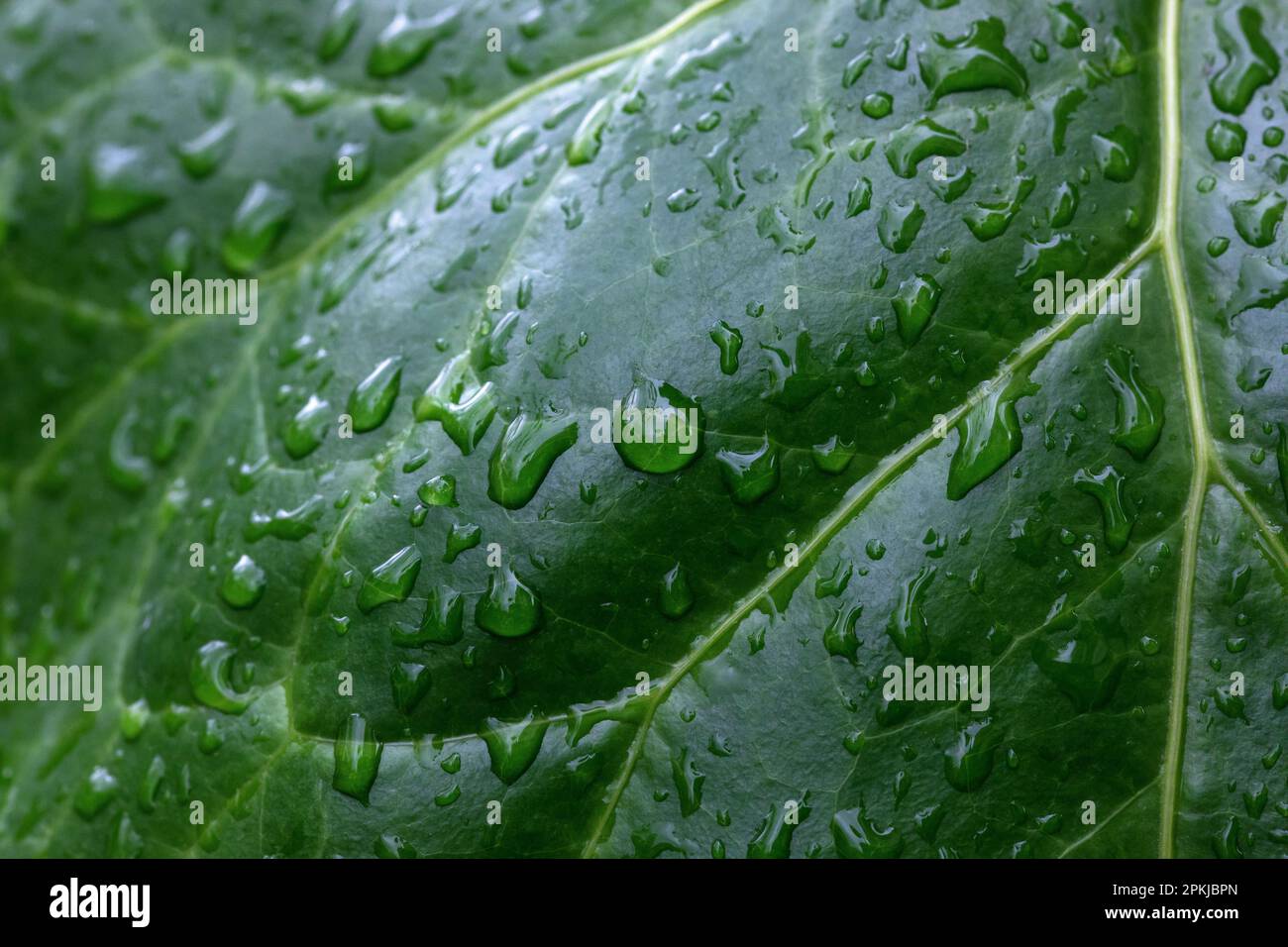 Gocce di pioggia sulle foglie verdi. Foglie verdi bagnate in un giorno piovoso. Gocce di pioggia lucenti su una foglia verde. Foto Stock