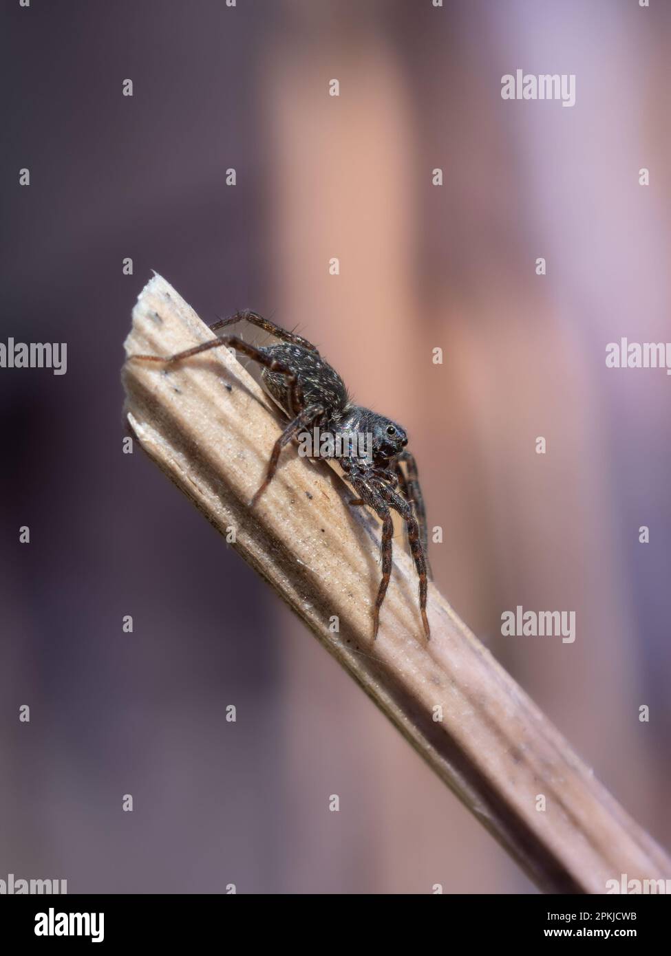 Wolf Spider verticale Viola Backround Foto Stock